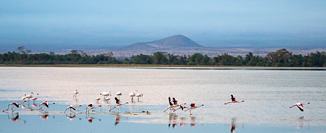 Flamingos